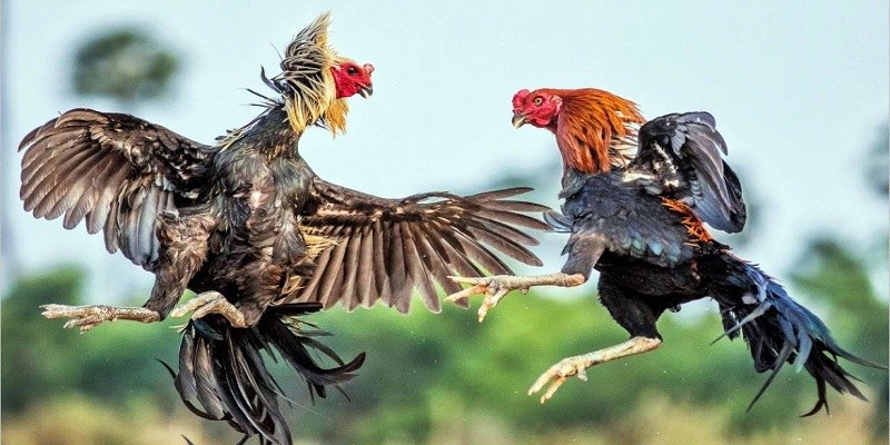 Tận hưởng trọn vẹn cảm xúc với nhà cái TF88